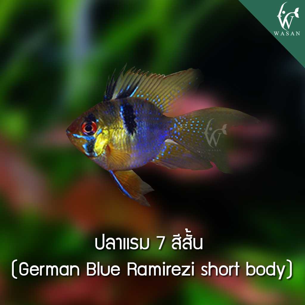 ปลาแรม 7 สีสั้น(คู่)German Blue Ramirezi short body (ไซส์ 1-1.7 นิ้ว)