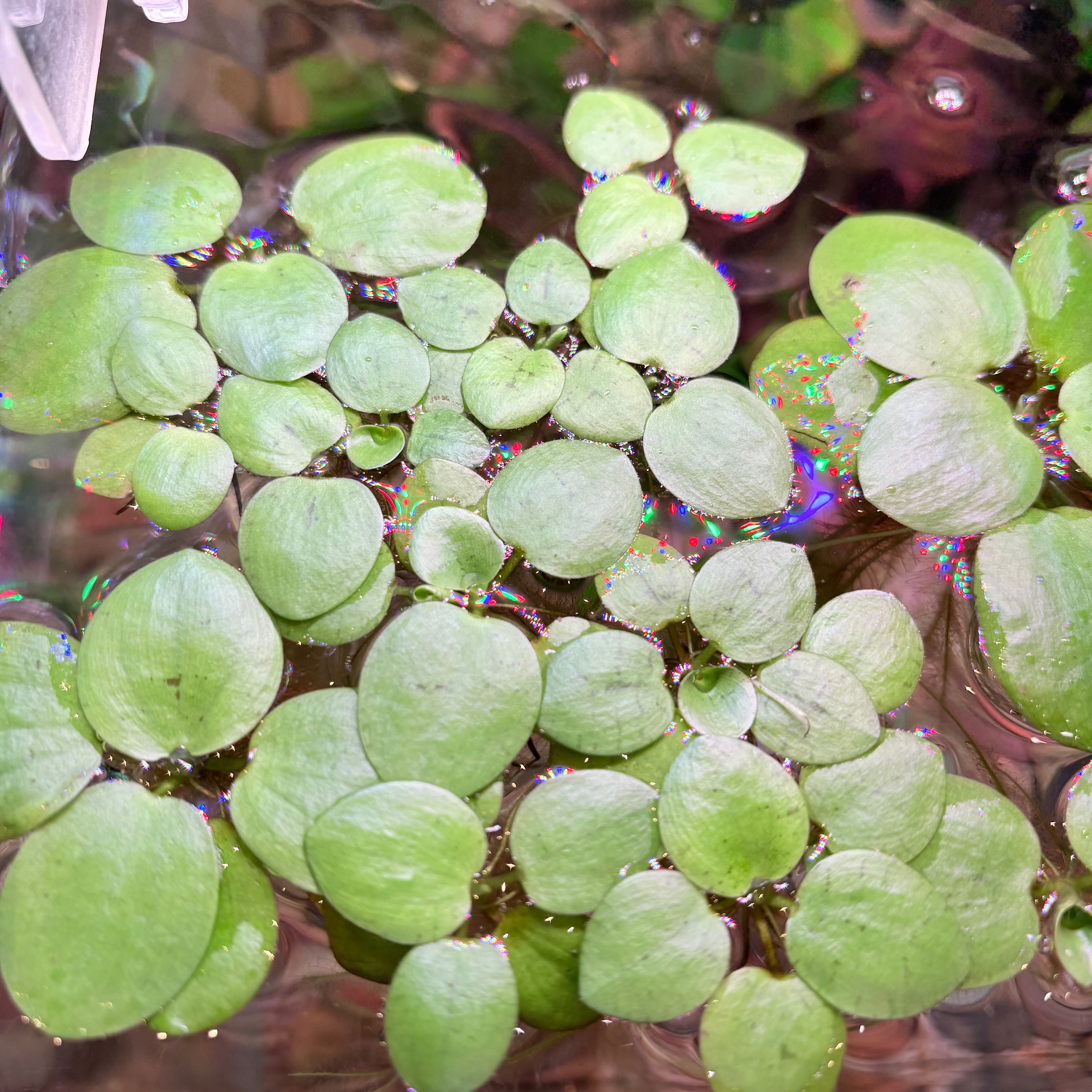 Amazon Frogbit  จอกเขียว