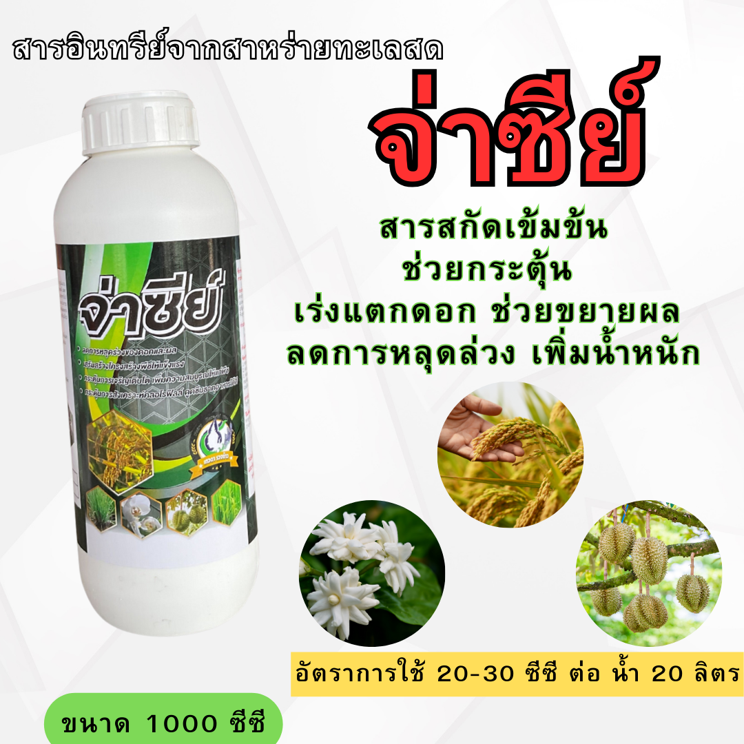 จ่าซีย์ เทวดารวงข้าว สาหร่ายทะเลสดสกัดเข้มข้นจากธรรมชาติ