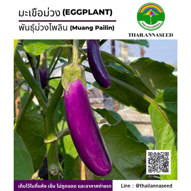 มะเขือม่วง พันธุ์ม่วงไพลิน ( จำนวน 100 เมล็ด ) รหัสสินค้า 4039
