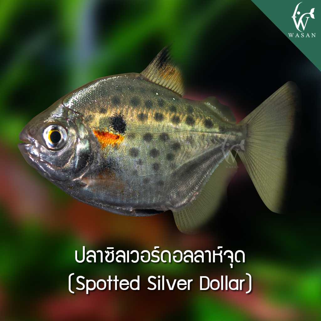 ปลาซิลเวอร์ดอลลาห์จุด Spotted Silver Dollar (ไซส์ 2 นิ้ว)
