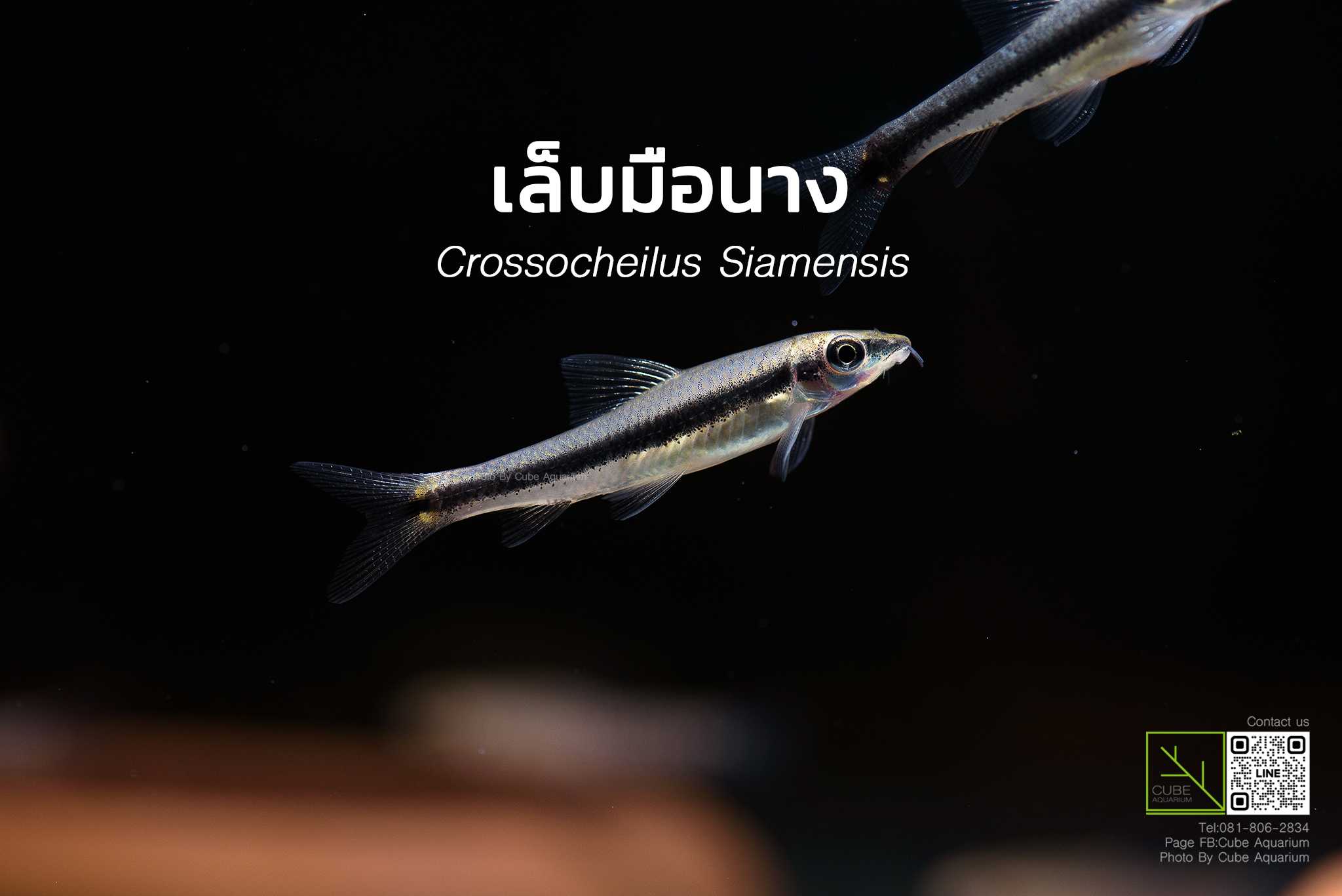 ปลาเล็บมือนาง Siamese algae eater