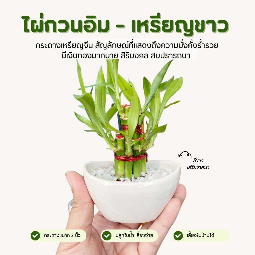 ไผ่กวนอิม พร้อมกระถาง เหรียญจีน-ขาว มั่งมี เงินทอง ร่ำรวย รับทรัพย์