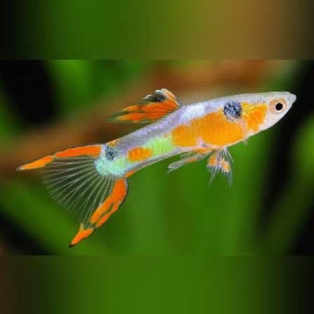 Assorted Male Endler Guppy