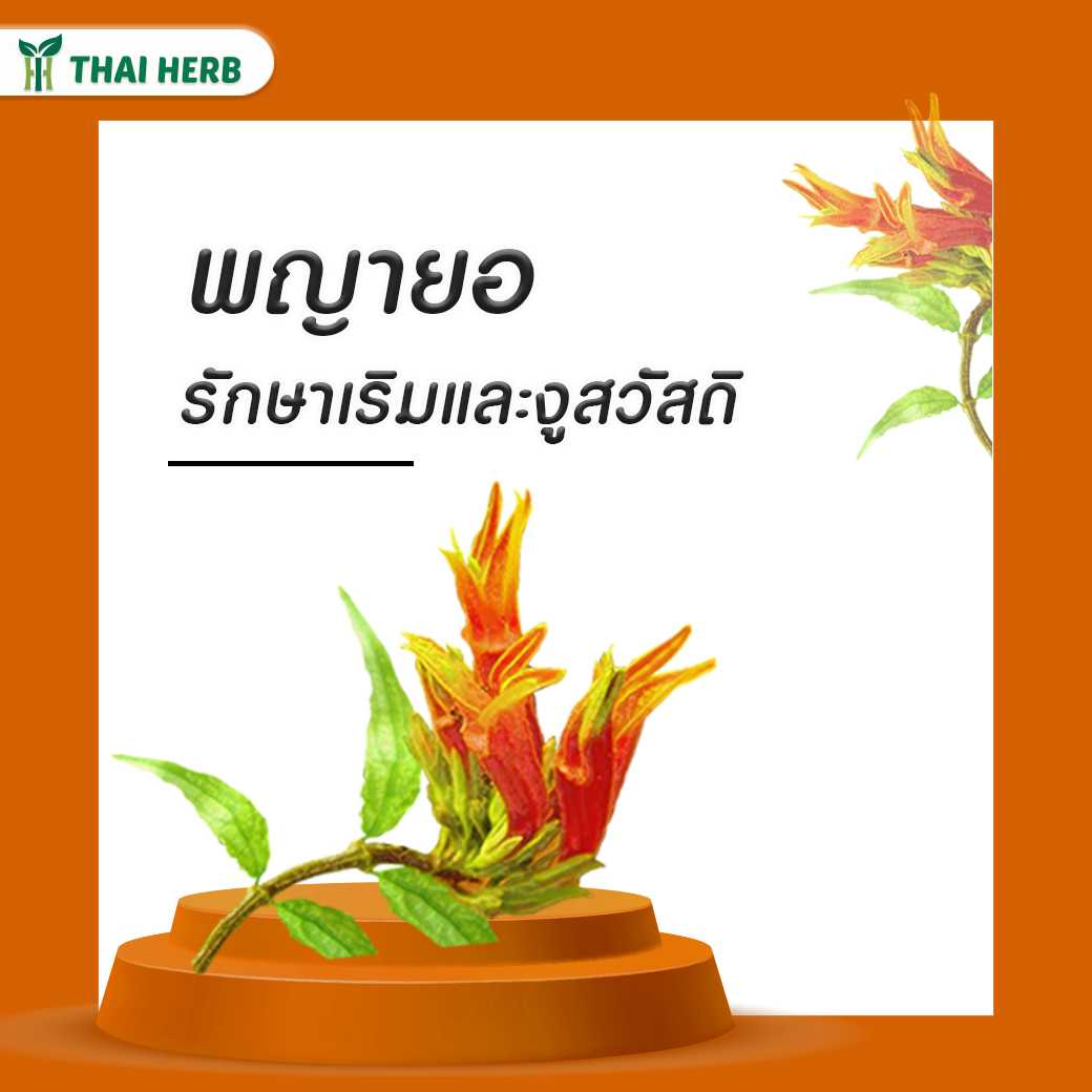 ครีมพญายอ 5 กรัม/หลอด