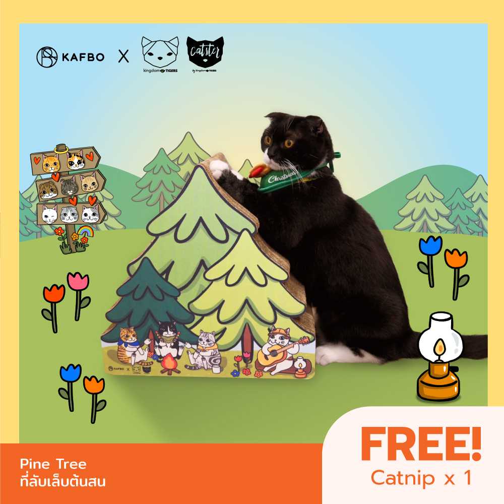 Kingdom of Tigers ทูนหัวของบ่าว﻿ x KAFBO Pine Tree ที่ลับเล็บต้นสน