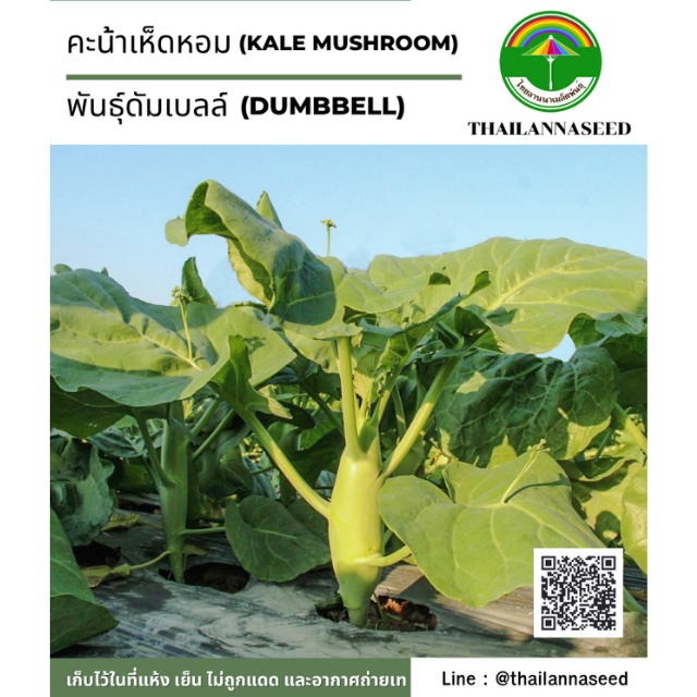 คะน้าเห็ดหอม พันธุ์ดัมเบลล์ ( ขนาด 1 กรัม ) รหัสสินค้า 4021