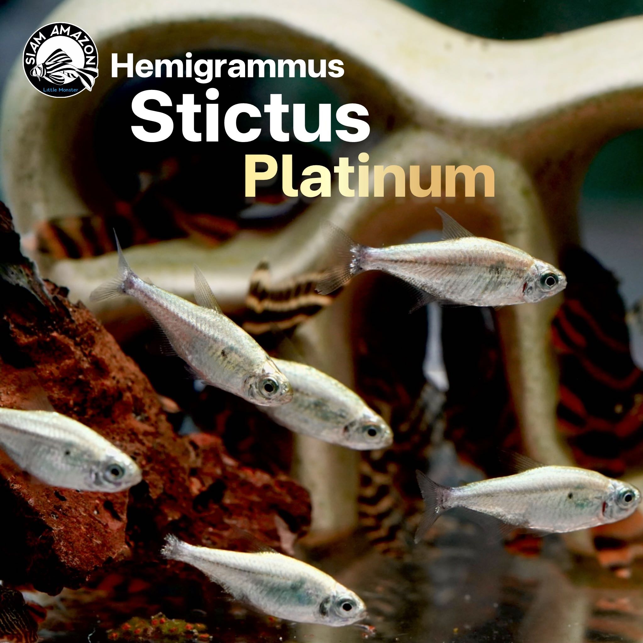 Hemigrammus Stictus Platinum ไซส์ 3 cm