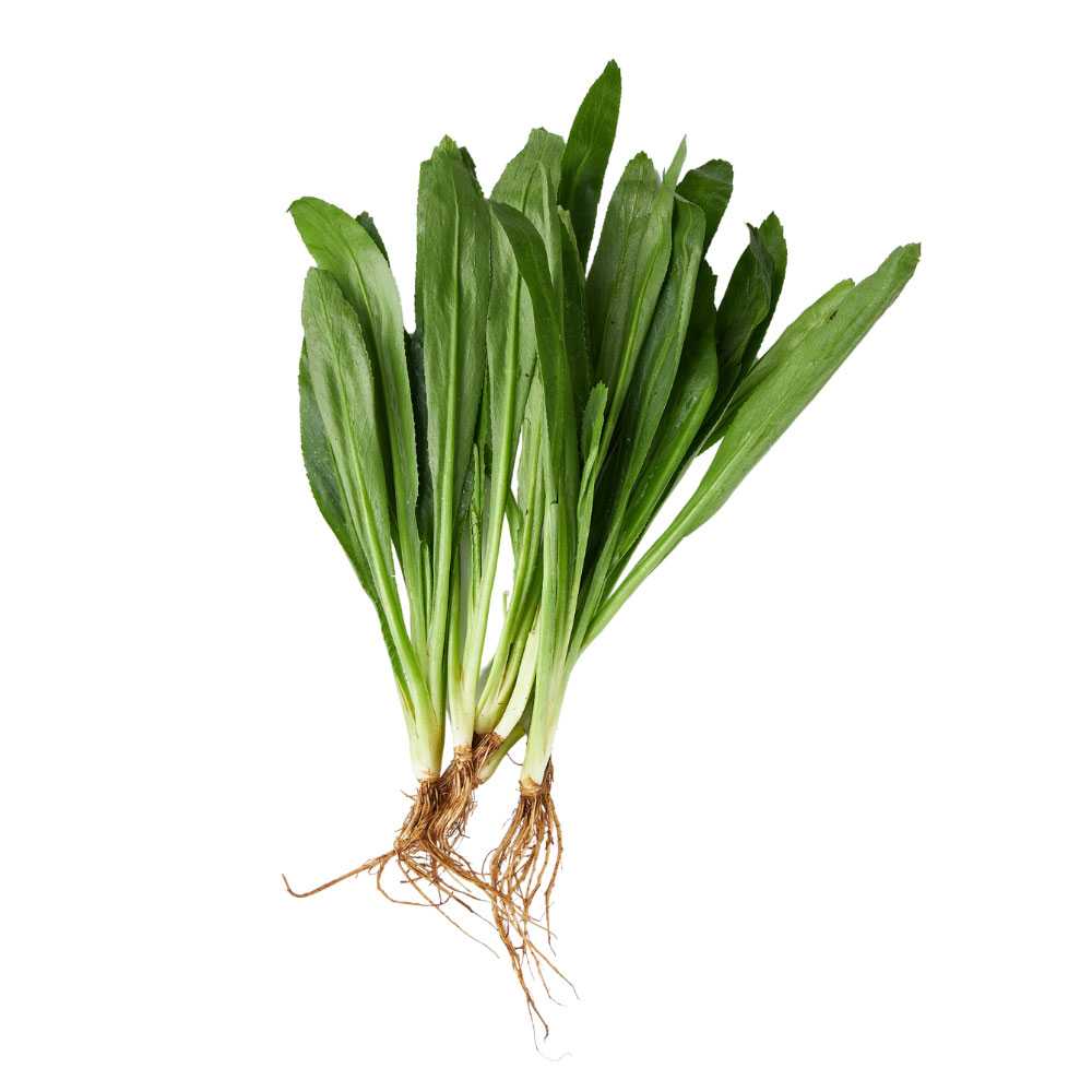 FG04011 ผักชีฝรั่ง(ใบเลื่อย) Sawtooth Coriander ( 100g )