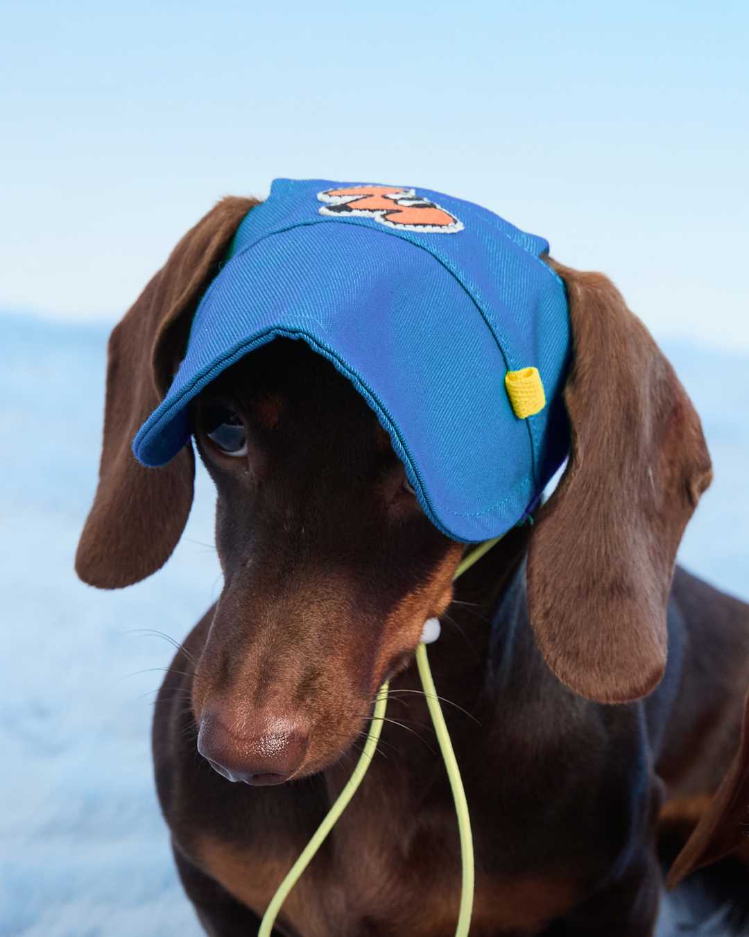 (Look24) Blue Pet Cap
