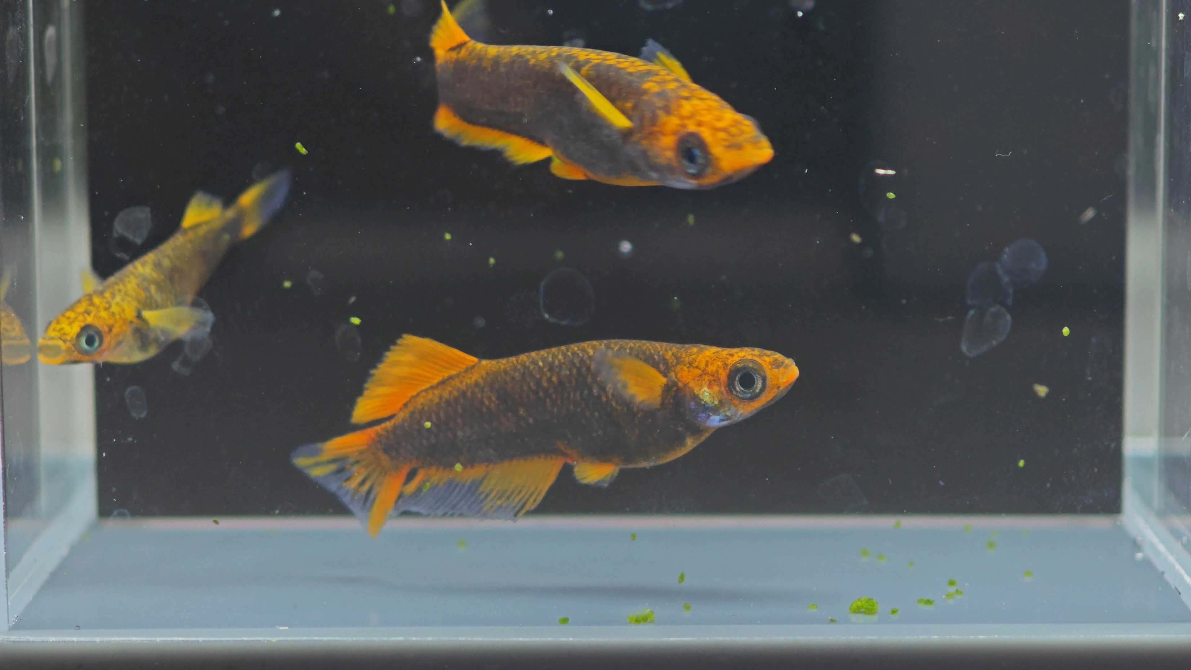 Medaka fish Goshiki wide fin Melazoma type นำเข้าจากญี่ปุ่น