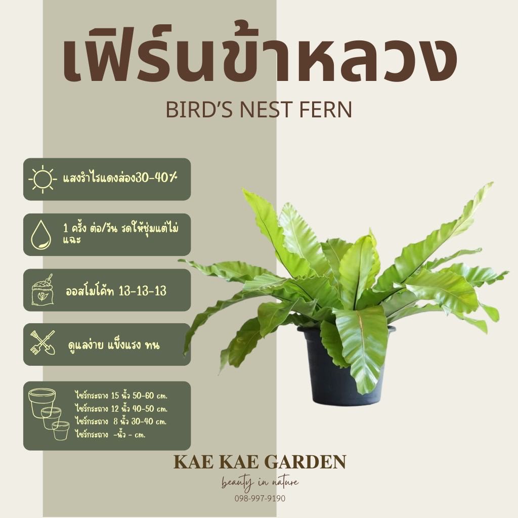 เฟิร์นข้าหลวง (Bird's nest fern)