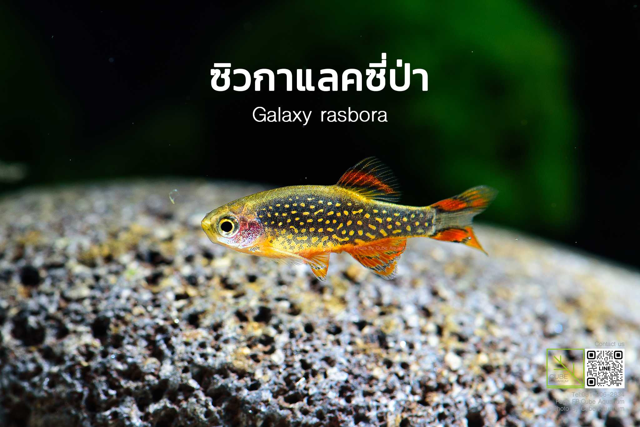 ปลาซิวกาแลคซี่พม่า. Galaxy rasbora 