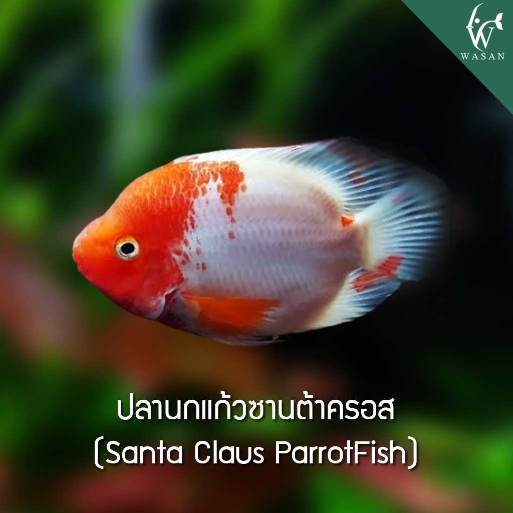 ปลานกแก้วซานต้า Santa Claus ParrotFish ( ไซส์ 2.5 นิ้ว )