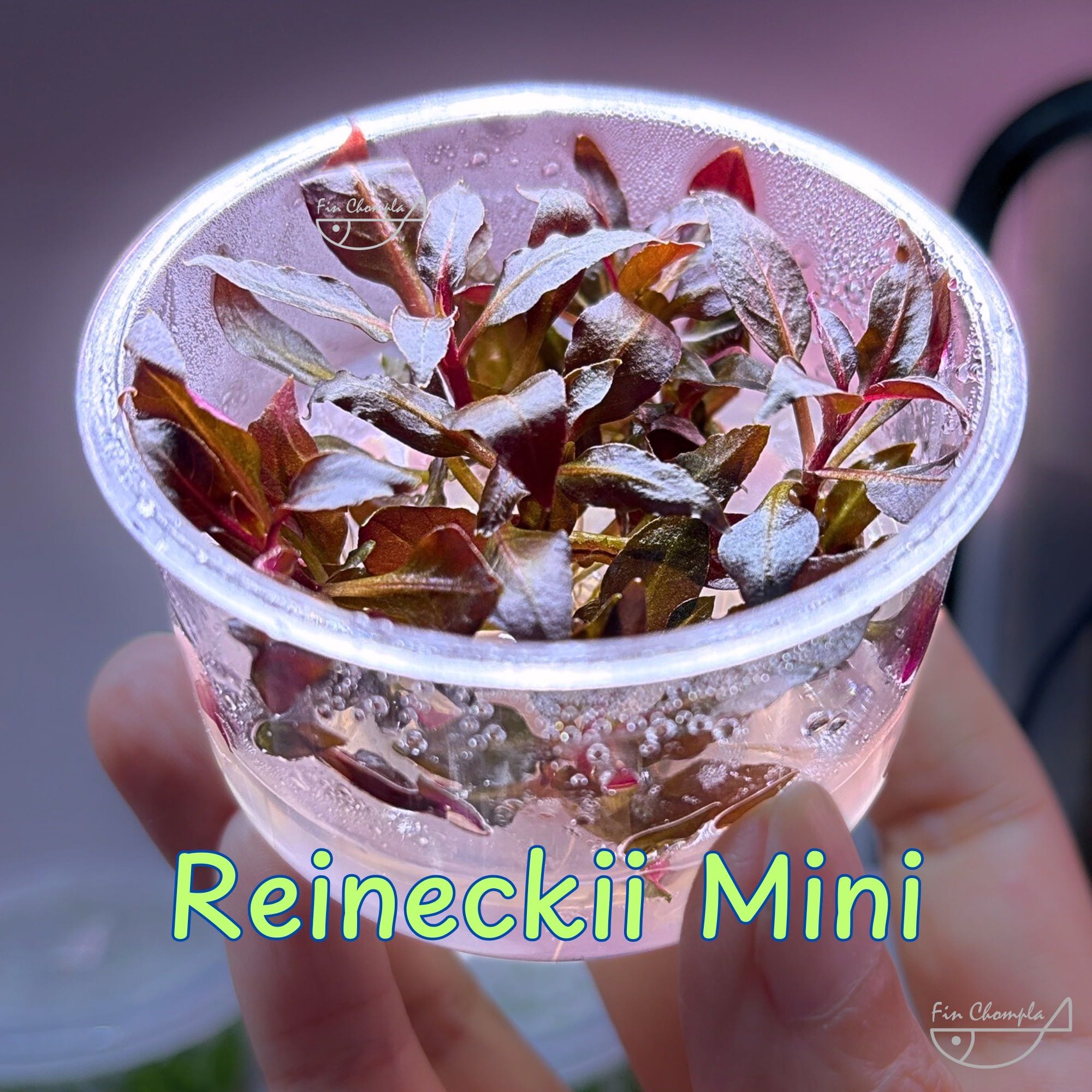 Alternanthera reineckii tc เรนิเก้ มินิ