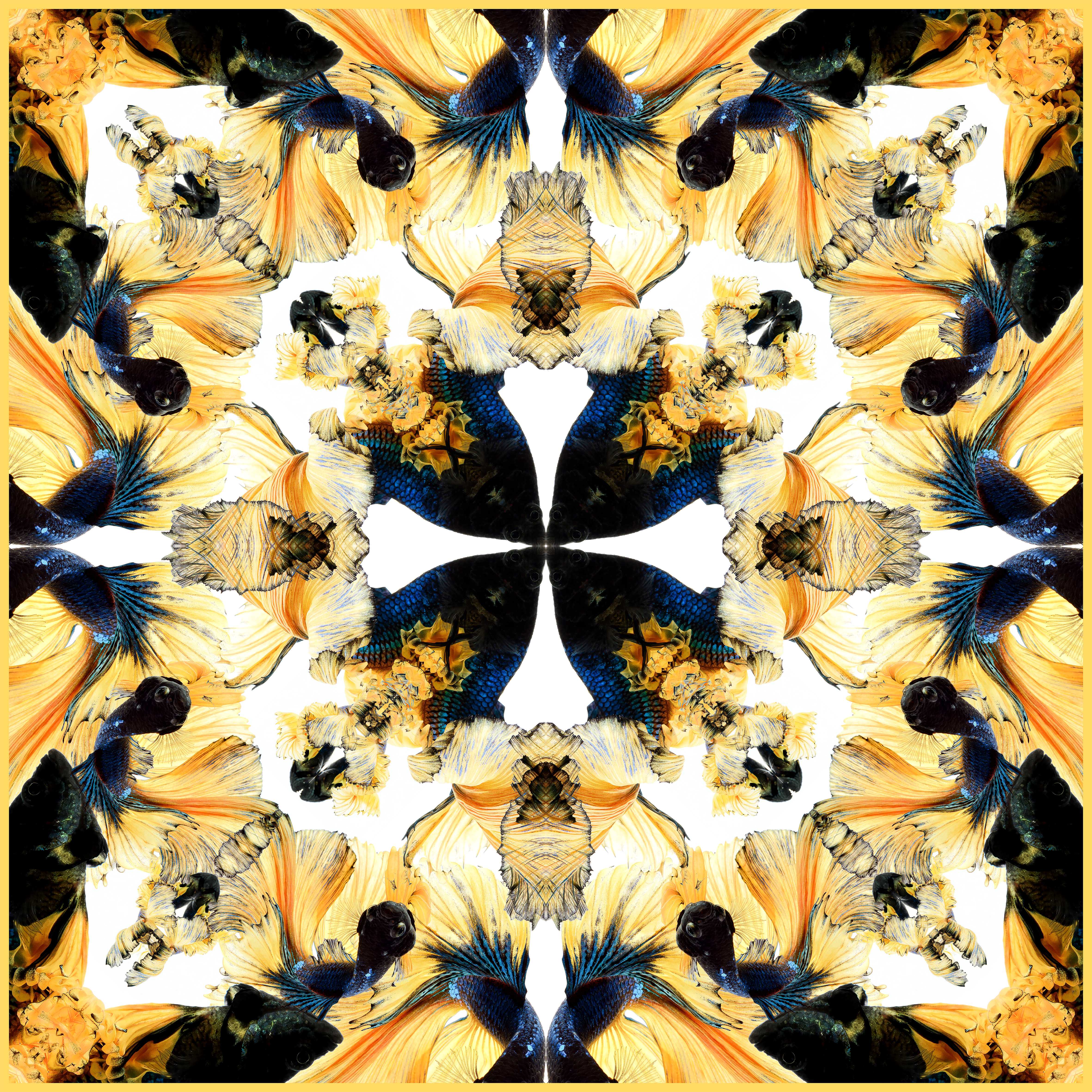 Yellow Blue Mix Halfmoon Betta Scarf - White