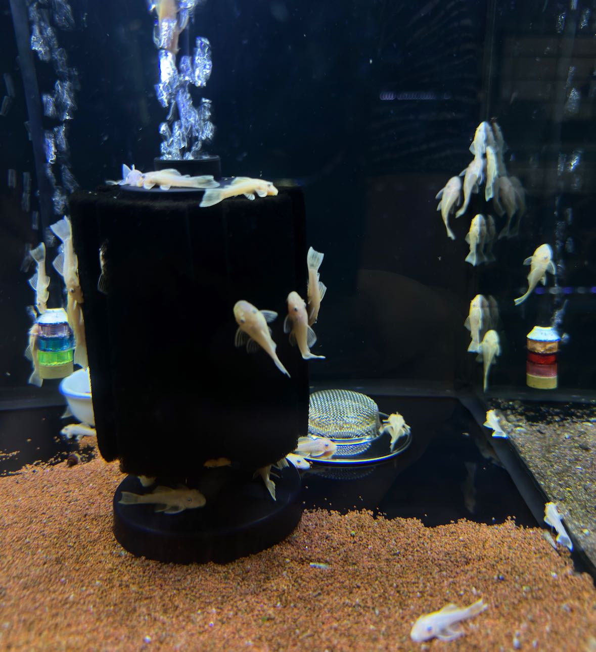 L144 Blue eye Shortfin ไซส์ 3 cm