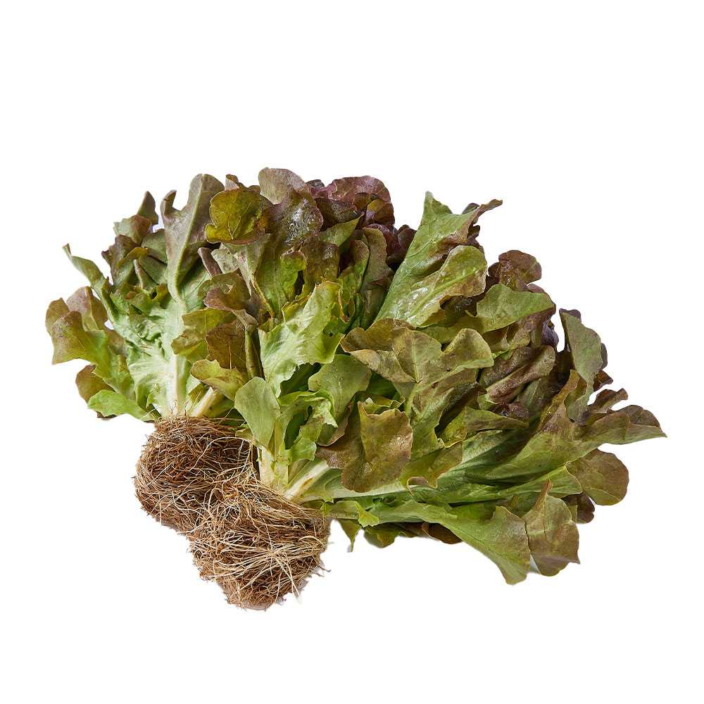 FG01005 เรดโอ๊ค Red Oak ( 300g )