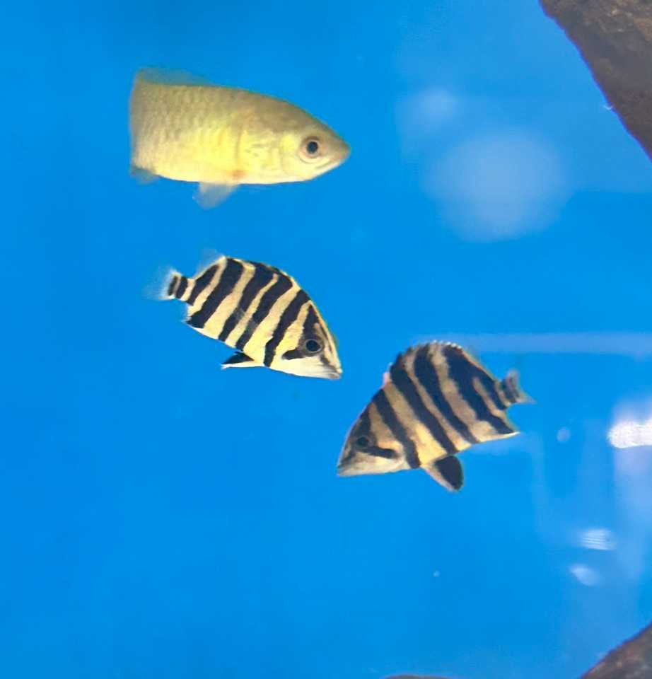 เสือตอลายคู่สุมาตรา Datnioides microlepis ( 3 cm)