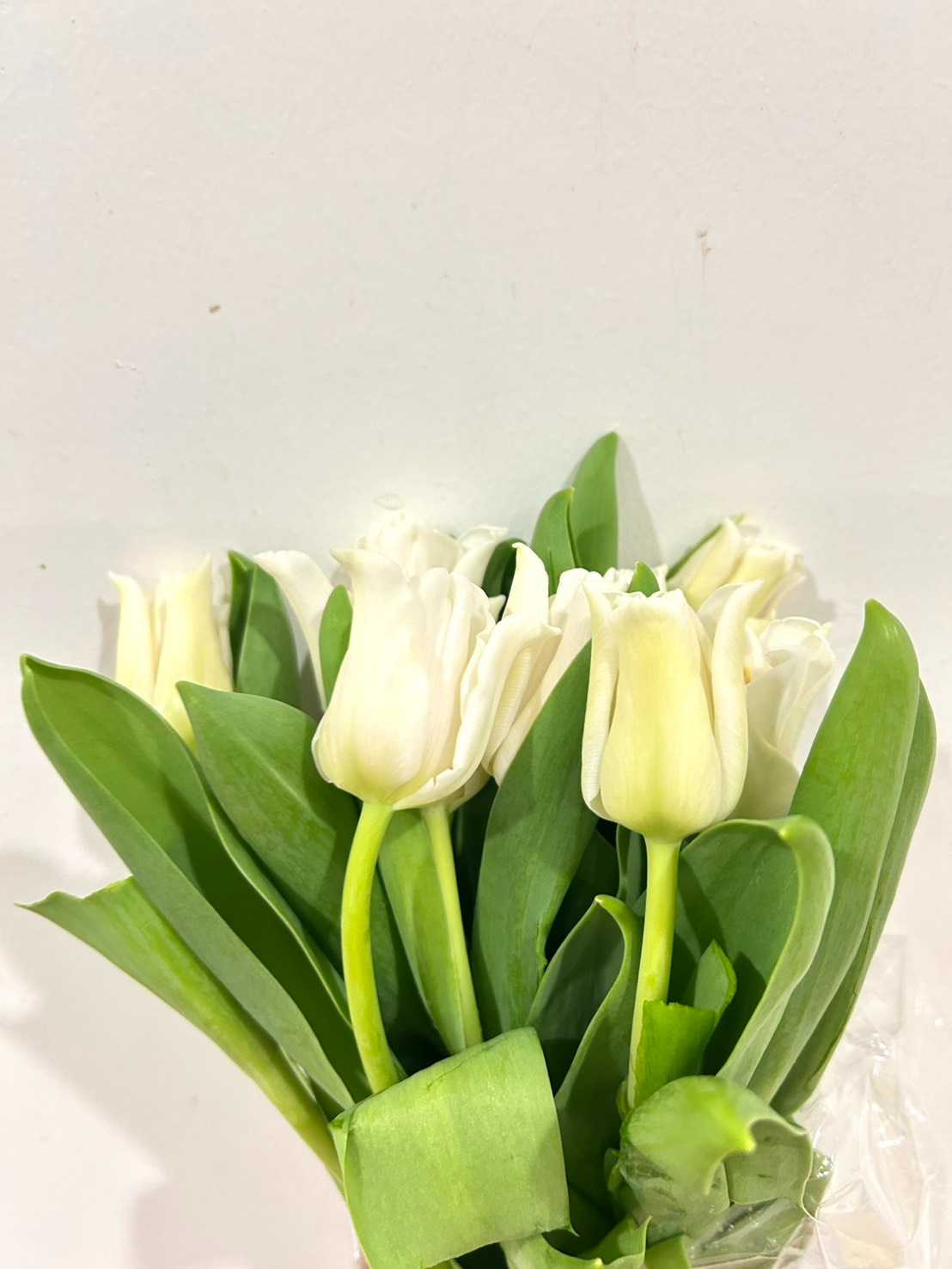 TULIP LILY FLOWERED WHITE LIBERSTAR