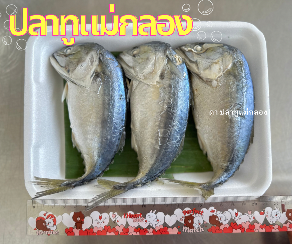 ปลาทูนึ่ง XXL มี 3 ตัว
