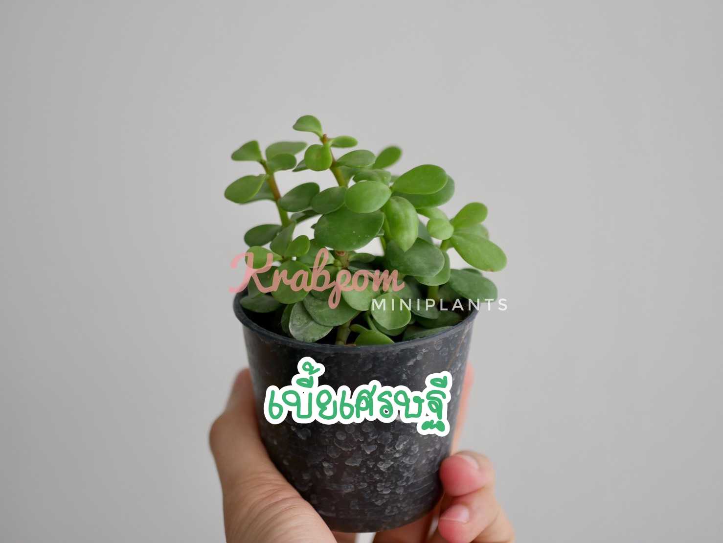 เบี้ยเศรษฐี