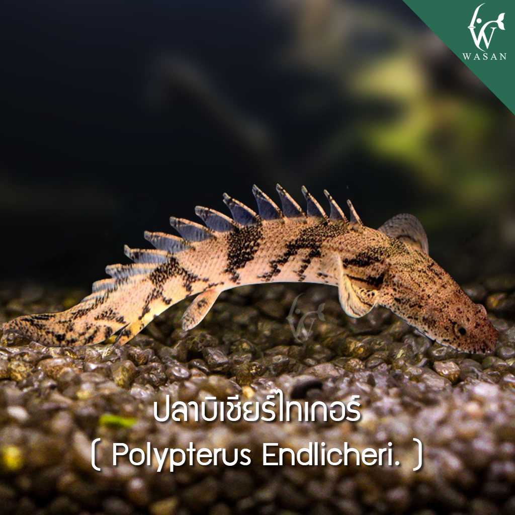 ปลาบิเชียร์ไทเกอร์ Polypterus Endlicheri ( ไซส์ 3-3.5 นิ้ว)