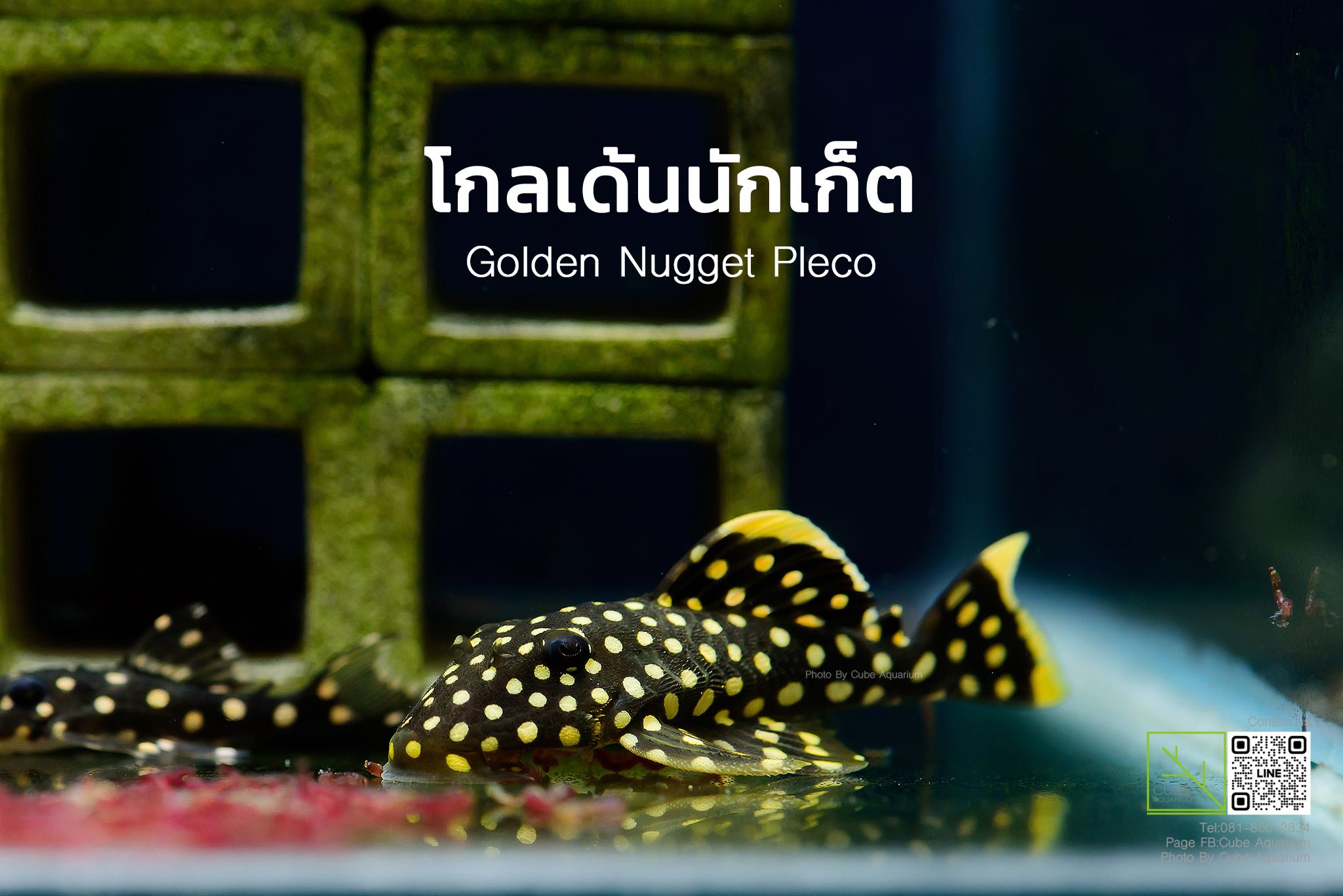 ซัคเกอร์โกลเด้นนักเก็ต golden nugget pleco 1.5นิ้ว