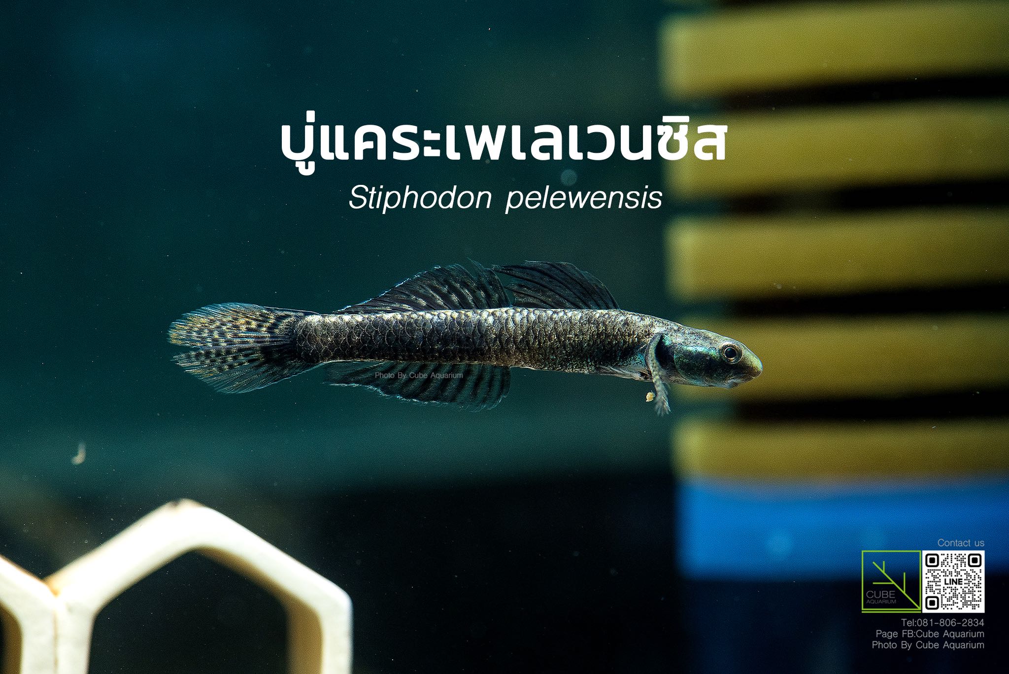 ปลาบู่แคระเพเลเวนซิส Stiphodon pelewensis