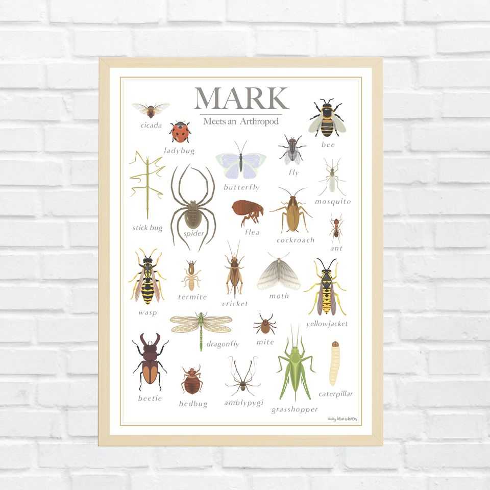 Insect Poster