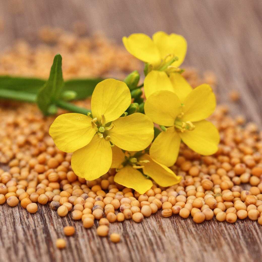 มัสตาร์ด (Mustard)