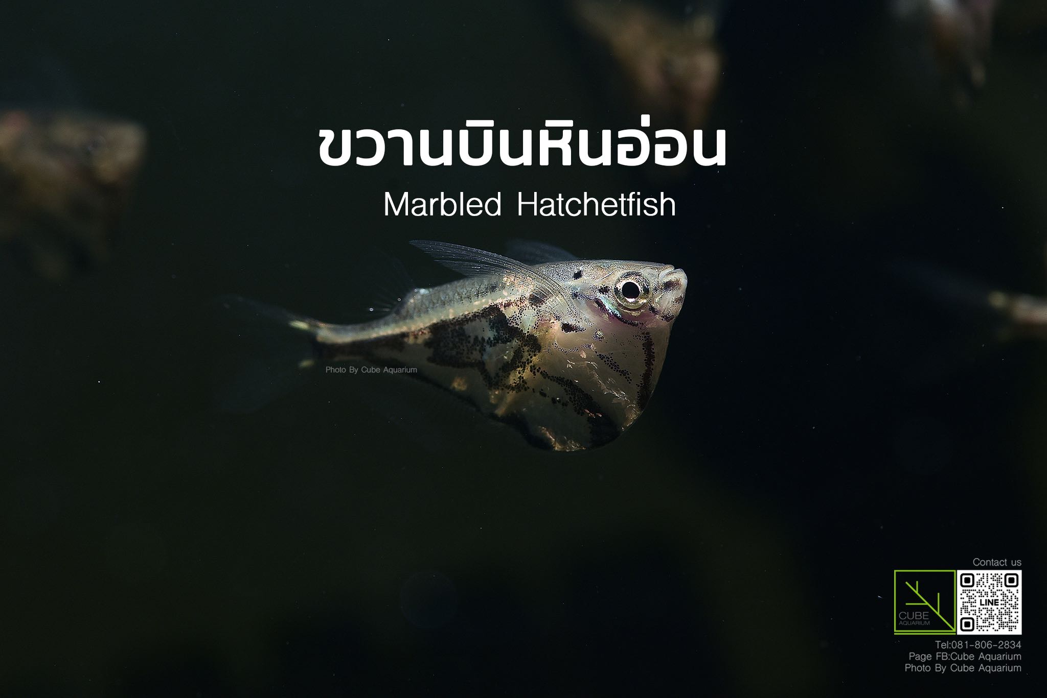 ขวานบินหินอ่อน Marbled hatchetfish 1นิ้ว