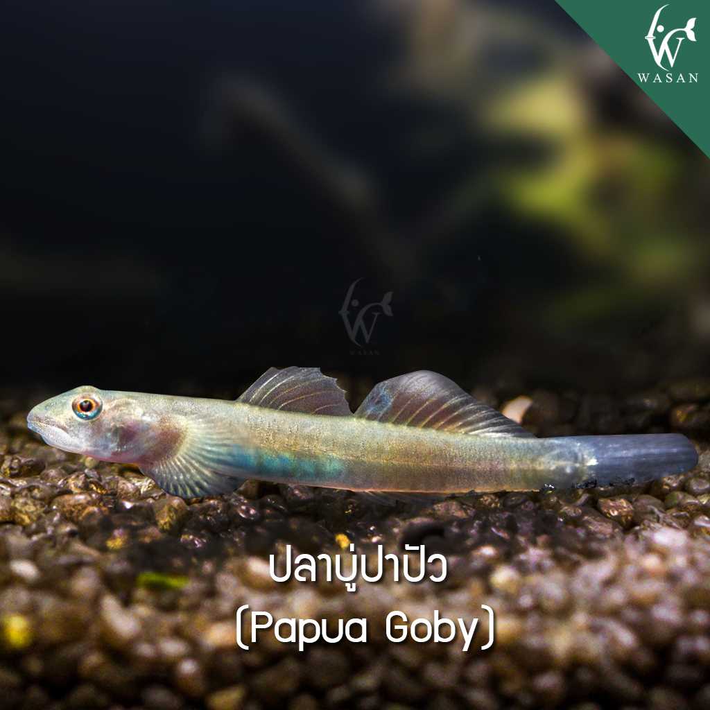 ปลาบู่ปาปัว Papua Goby (ไซส์ 3.4 cm)