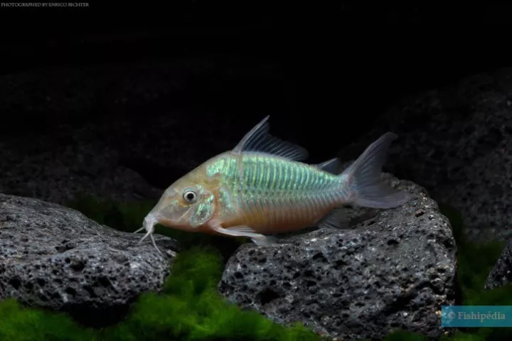 ปลาแพะเขียว Green Corydoras ช่วยเก็บกินเศษอาหาร เลี้ยงตู้ไม้น้ำ ตู้ปลาสวยงามคะ