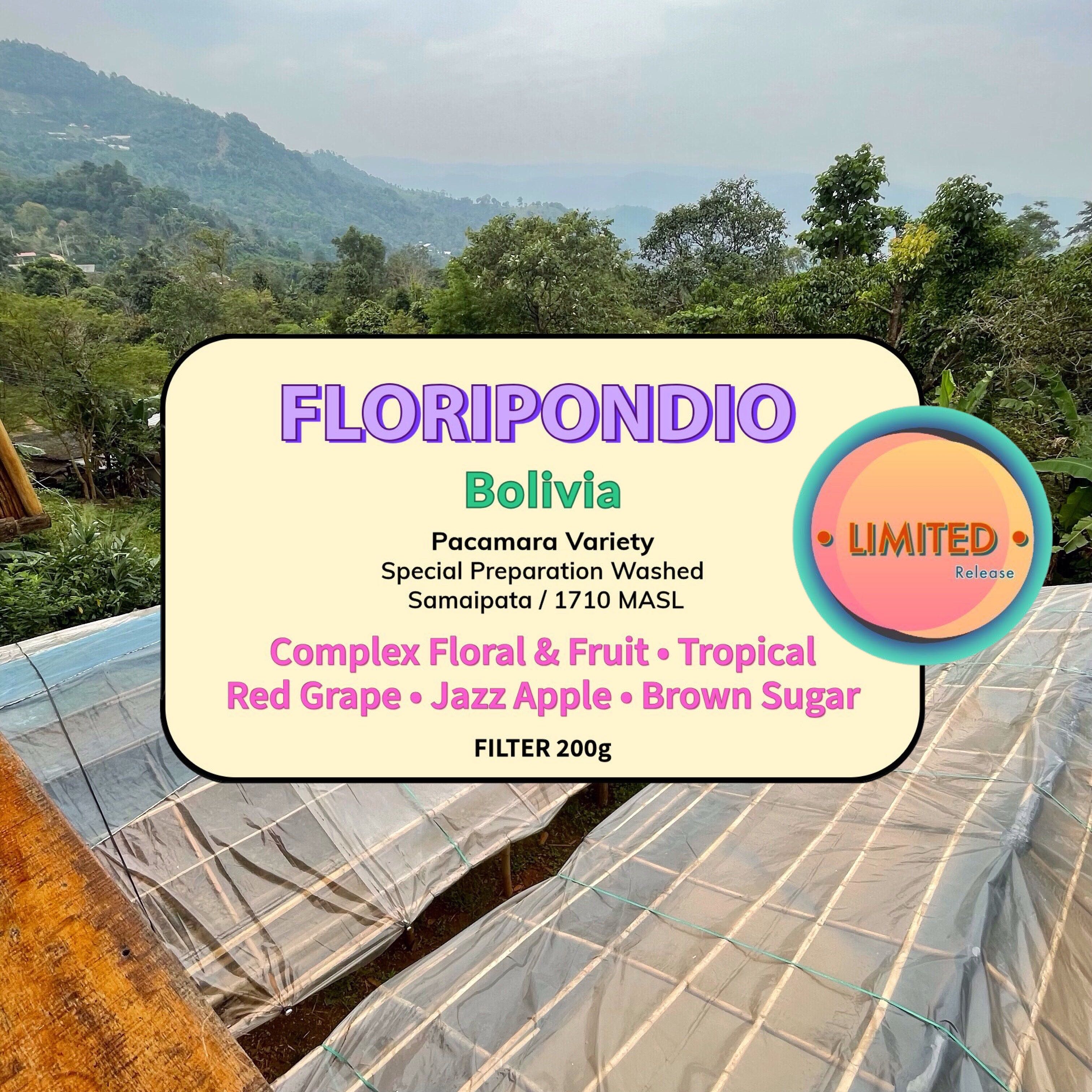 Floripondio - Pacamara ( Filter Roasted )