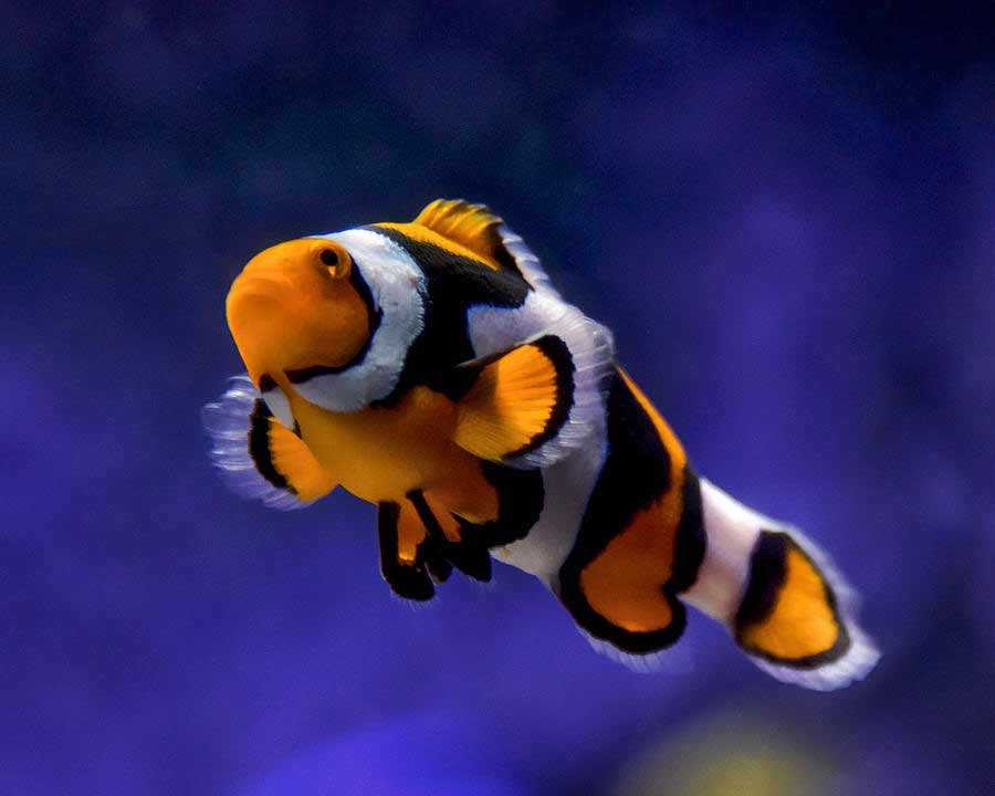 Picasso Percula Clownfish ปลาการ์ตูน ปิกัสโซ่