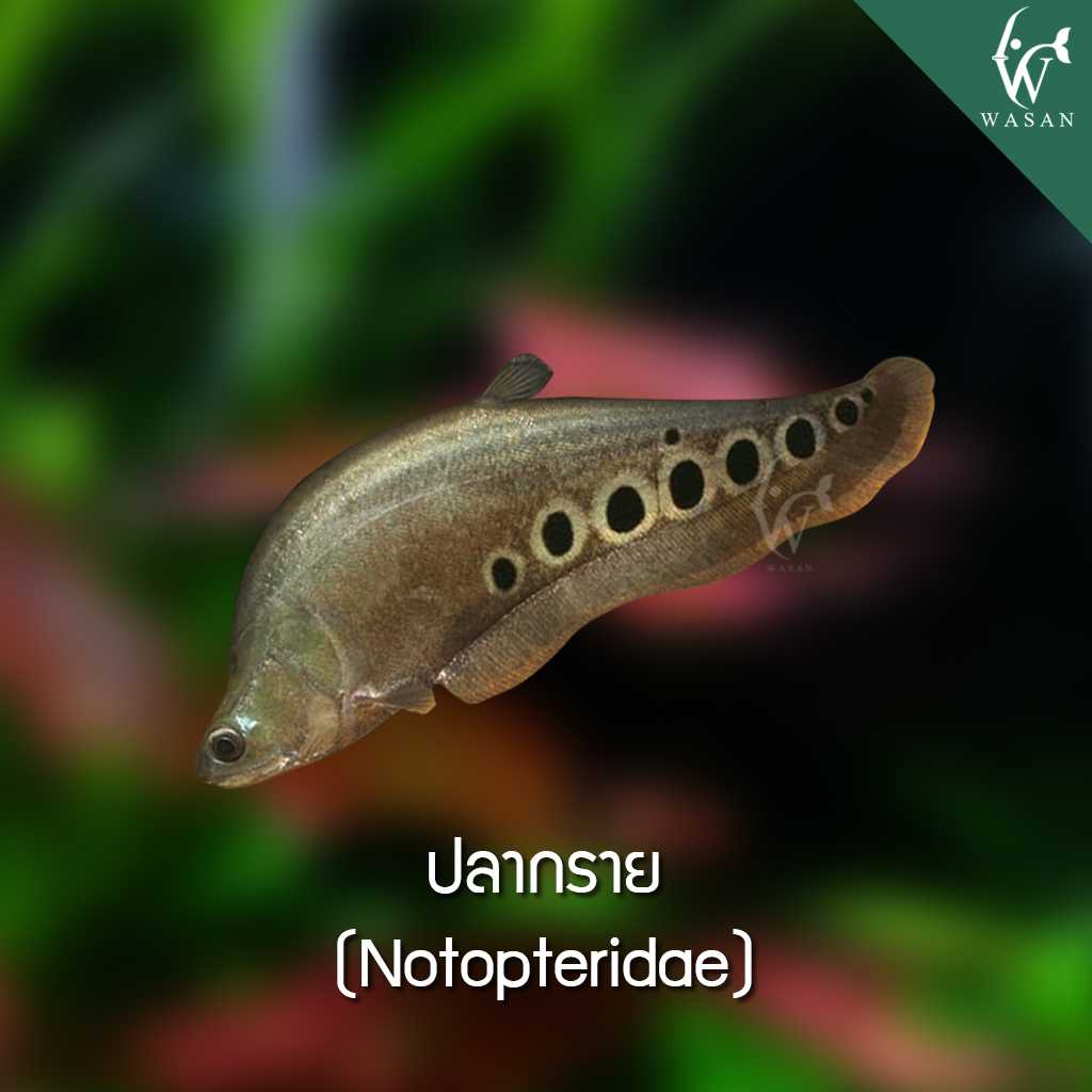ปลากราย Notopterus notopterus (ไซส์ 3 นิ้ว)
