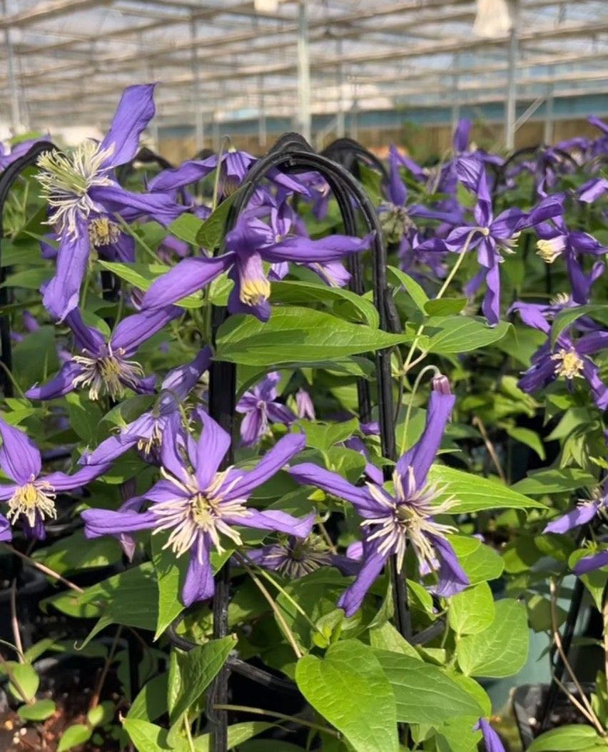 Violet Kitty (Bush Clematis)  (พร้อมส่ง)