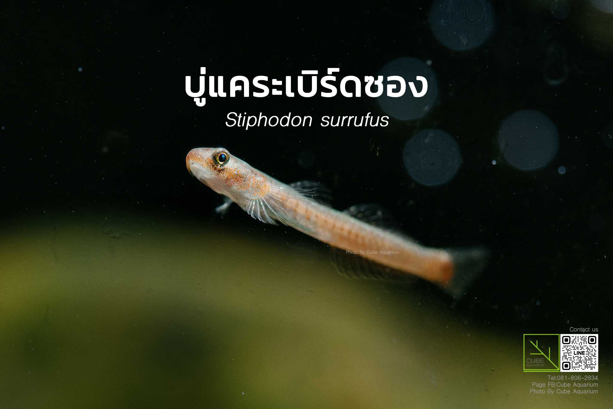 ปลาบู่แคระเบิร์ดซอง Stiphodon surrufus 1.1นิ้ว