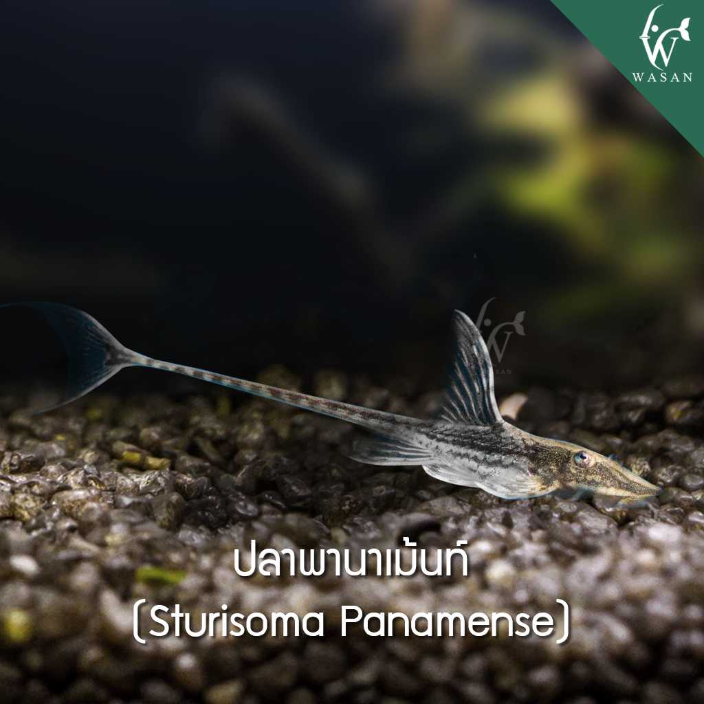 ปลาพานาเม้นท์ Sturisoma Panamense (2.5 นิ้ว)