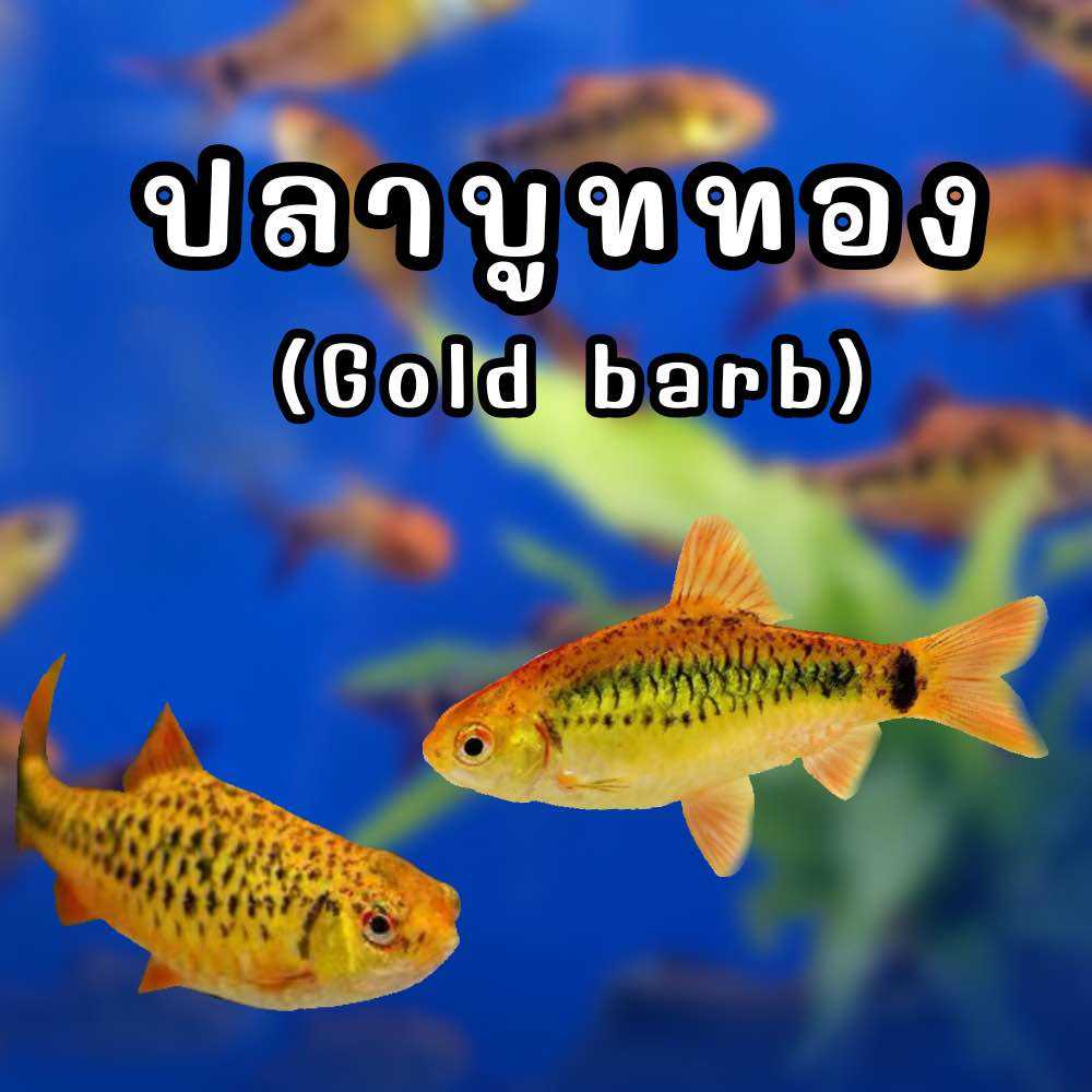 ปลาบูททอง Gold barb  ปลาโกลด์บาร์บ 2ตัว ปลาตู้ไม้น้ำ ปลาสวยงาม มีประกัน