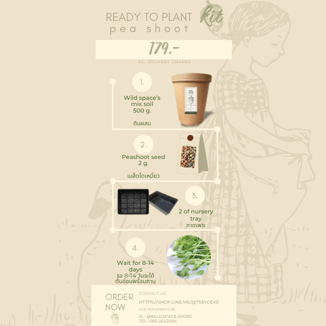 READY TO PLANT KIT ชุดปลูกต้นอ่อนโตวเหมี่ยว
