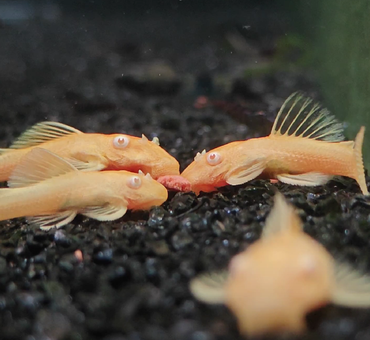 L144 Albino pleco 24K – Short Fin หางสั้น