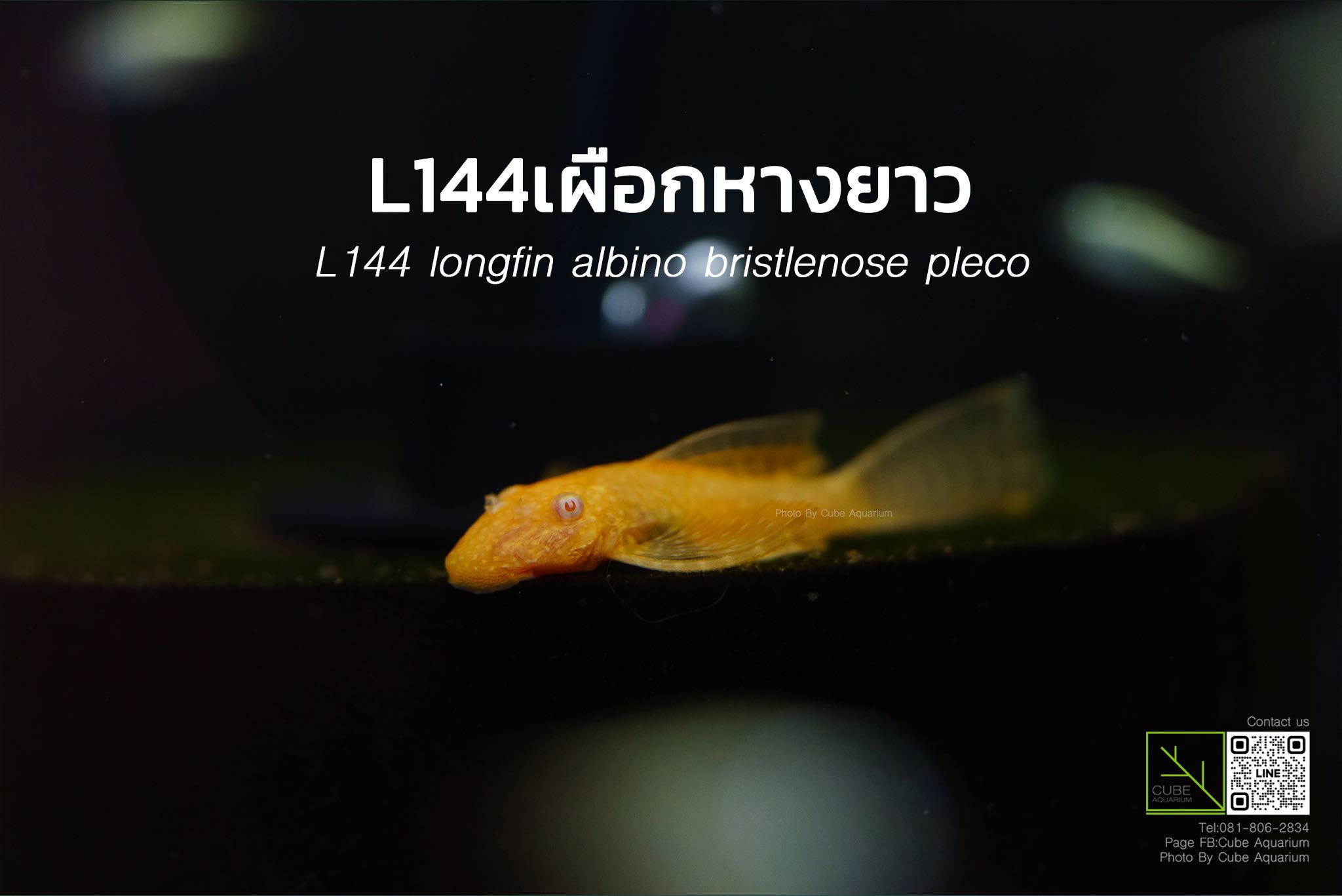 ปลาซักเกอร์ลองฟิน เผือกตาแดง 1.7”ปลายหาง l144 longfin albino bristlenose pleco
