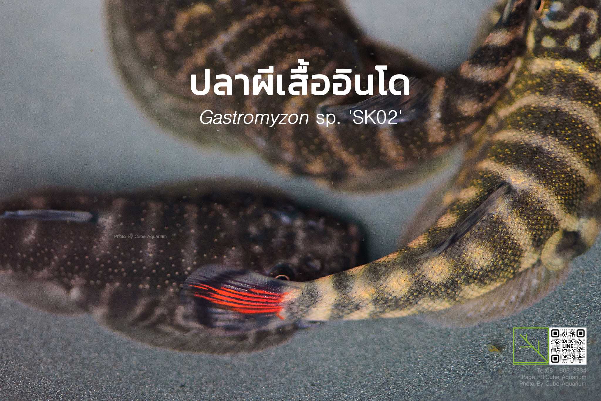 ผีเสื้ออินโด Gastromyzon sp. 'SK02' 1-1.3นิ้ว