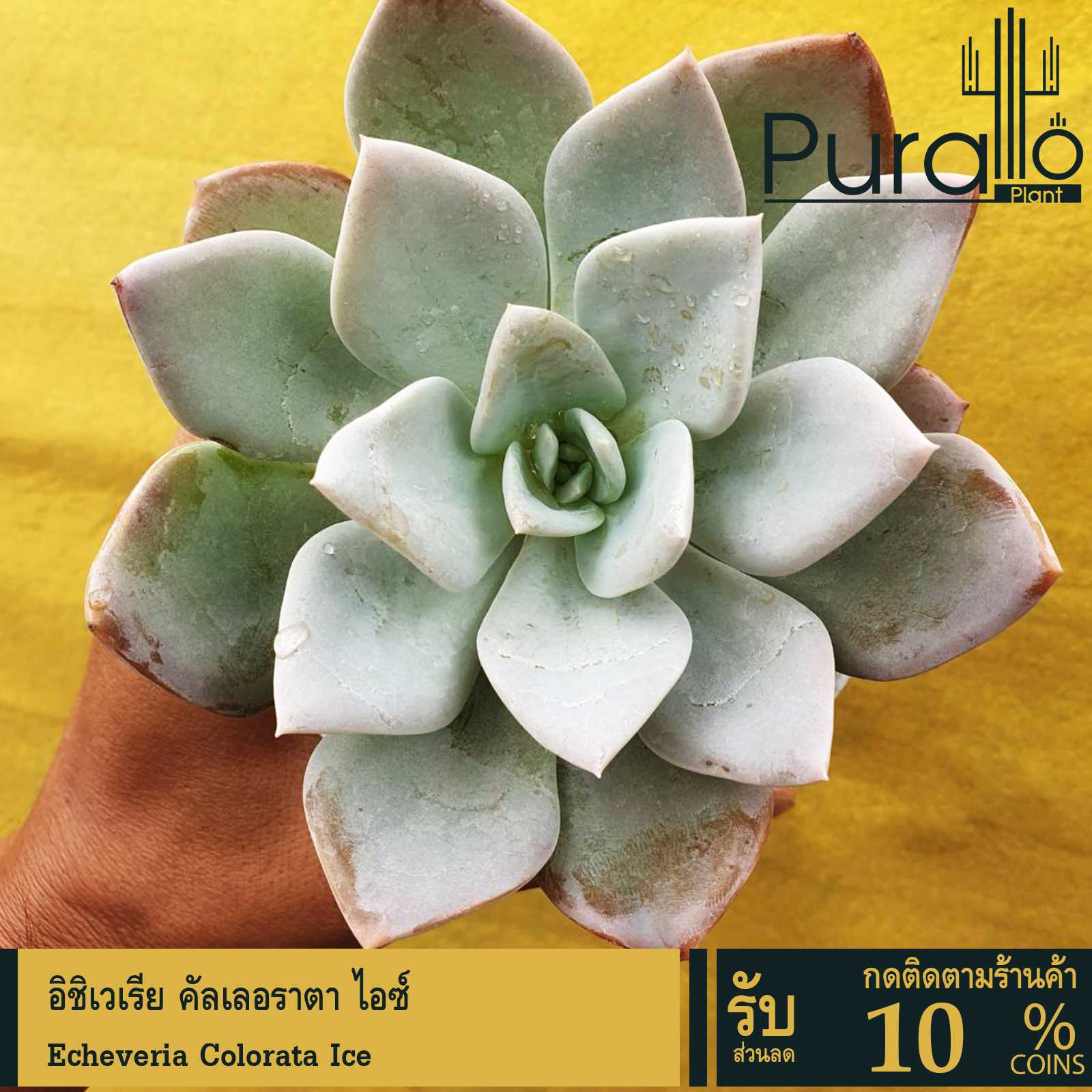 ต้นไม้อวบน้ำ กุหลาบหิน อิชิเวเรีย คัลเลอราตา ไอซ์ Echeveria Colorata Ice #Colorata #Echeveria #Rare