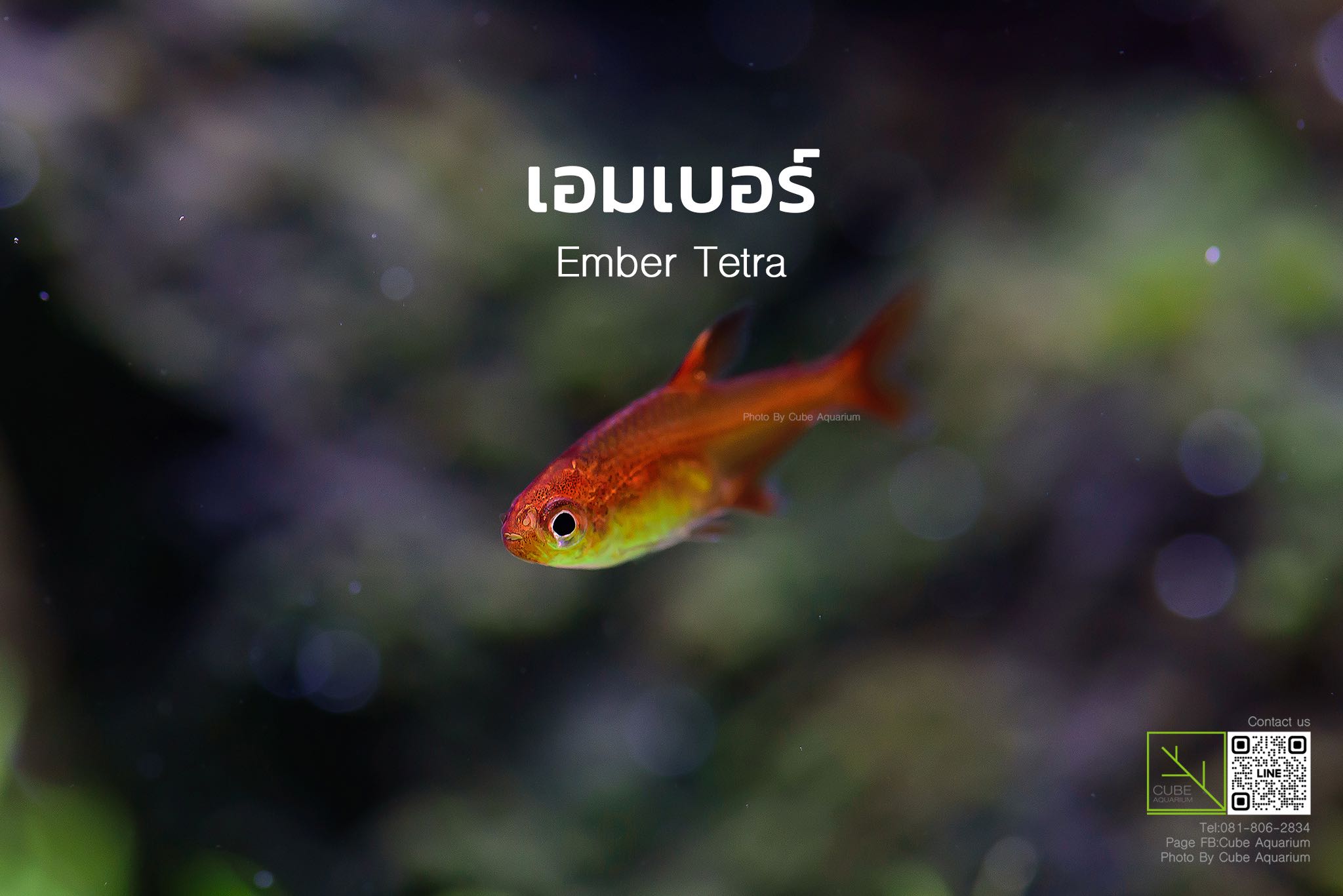 ปลาเอมเบอร์ เตรตร้า Ember tetra