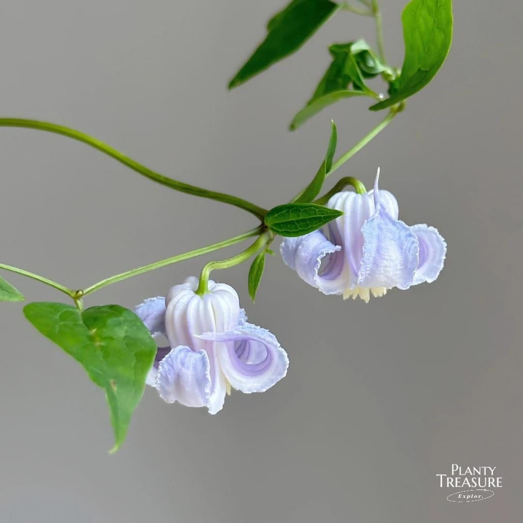 (Rare)’Crispa Angel’ Bell Clematis 