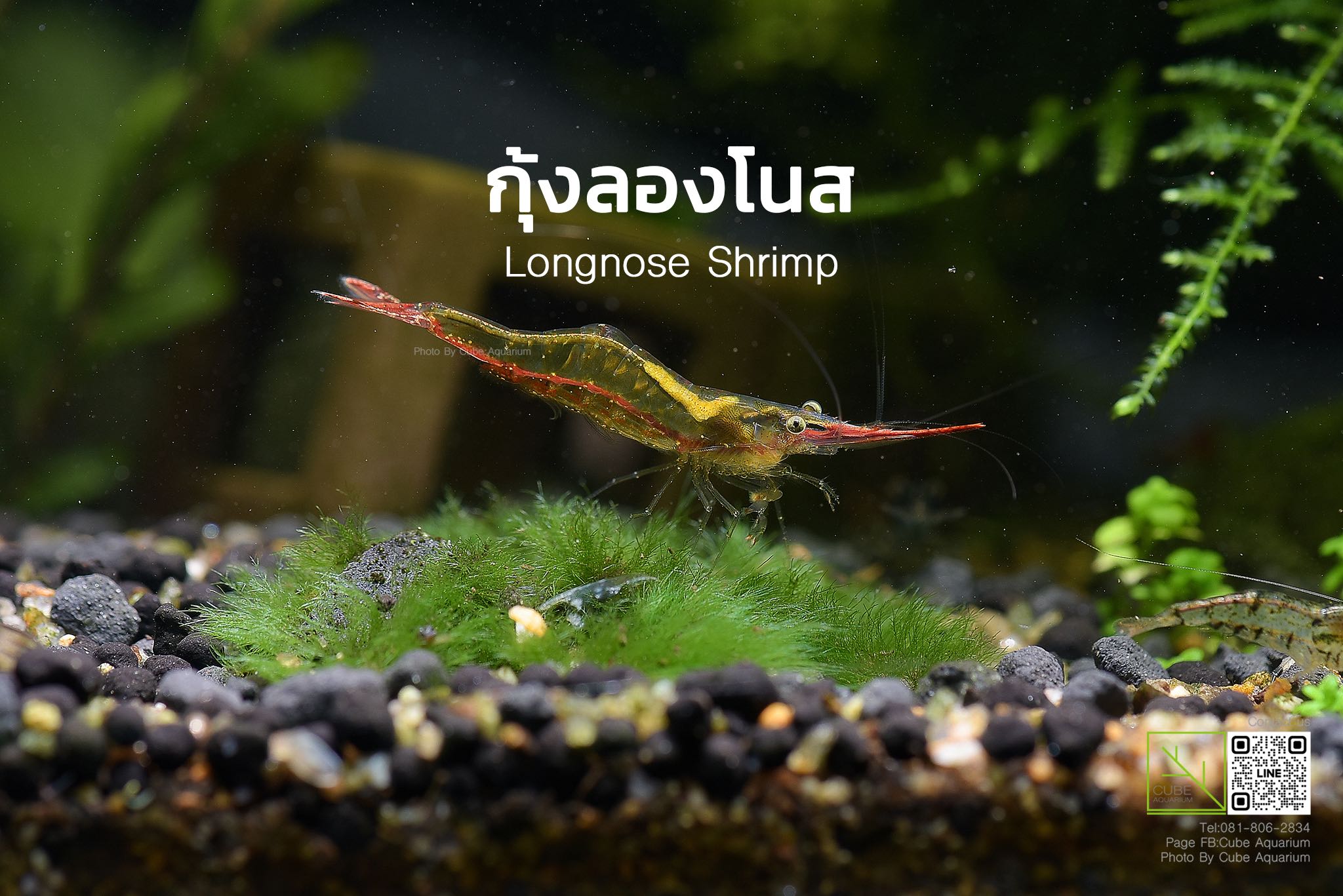 กุ้งแคระลองโนสกินตะไคร่ Longnose shrimp