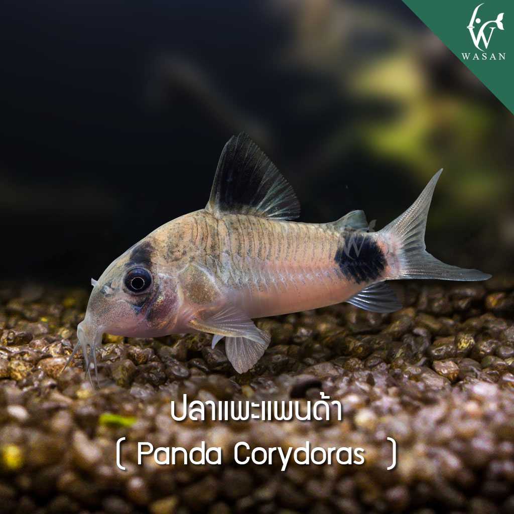 ปลาแพะแพนด้า Panda Corydoras (ไซส์ 2-3 cm)